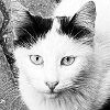 Cute Cat