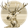 Hirsch