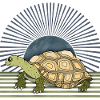 Schildkröte