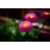 SamPhotographer