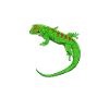 Drawing - Madagascar Day Gecko
