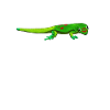 Drawing - Gold Dust Day Gecko