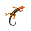 Drawing - Yellow-headed Pygmy Gecko