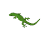 Drawing - Peacock Eye Day Gecko