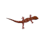Drawing - Bow-fingered gecko