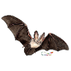 Mouse ear, a bat