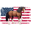 Amante del cavallo a sangue freddo equitazione USA