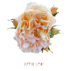 Summer Bloom2