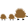 Hedgehog family