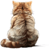 Exotic Shorthair