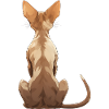 Oriental Shorthair