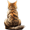 Chat Bobtail d’Amérique