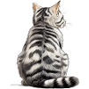 Chat American Shorthair