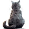 Chat Chartreux