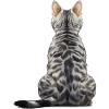 Chat Mau égyptien