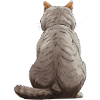 British Shorthair Cat