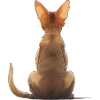Abyssinian Cat
