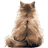 Himalayan Cat