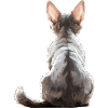 Devon Rex Cat