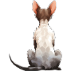 Cornish Rex Cat