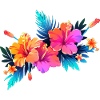 Hibiscus