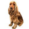 Cockerspaniel Liebe