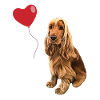Hund/Cockerspaniel mit Herz