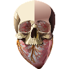 head and heart