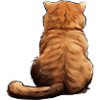 Scottish Fold