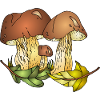 Pilze