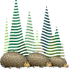 Hedgehogs