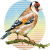 Bunter Vogel