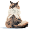 Ragdoll