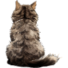 Selkirk Rex