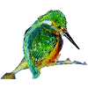 Martin-pêcheur d'Europe Alcedo atthis