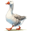 Oie fraîche