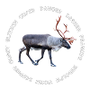 All santas reindeer