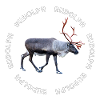 Rudolph