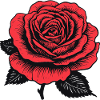 Elegant rose blossom