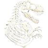 T Rex Dinosaur