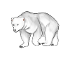 Zeichnung eines Eisbär