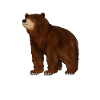Drawing of a grizzly bear