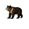 Drawing of a Tibetan Bear
