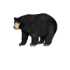 Dessin d’un ours noir américain