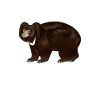 Drawing of a sloth bear