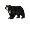 Zeichnung eines Brillenbär