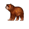 Dessin d’un ours brun