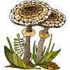 Pilze
