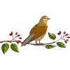 Oiseau