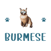 Purrfectly Obsessed With Burmese